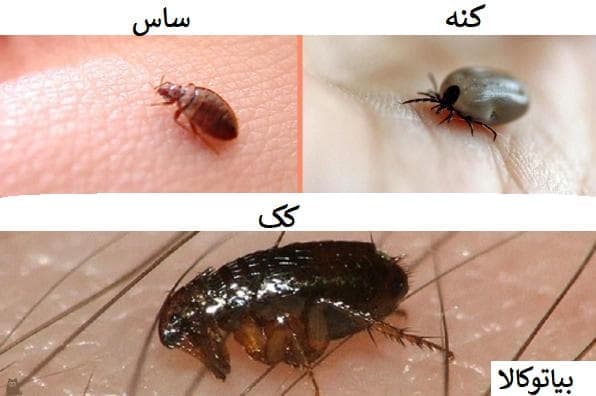مقایسه کنه , کک , ساس